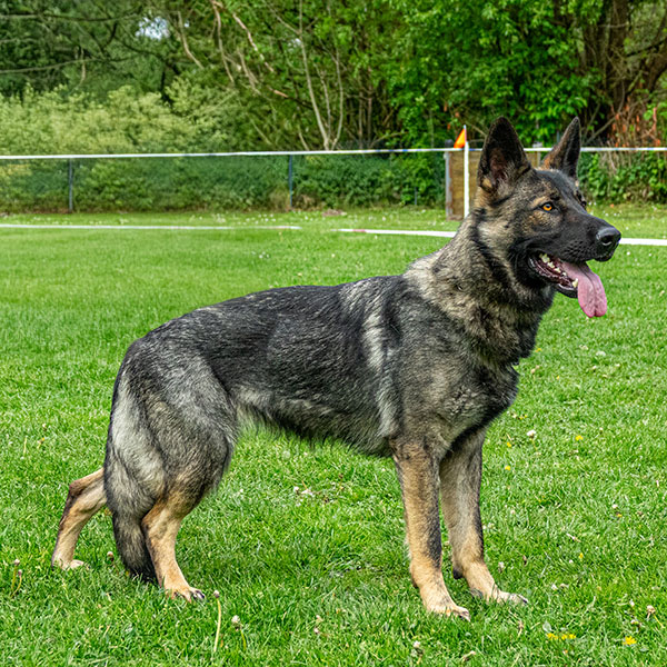 Schaeferhund-SV-OG-Arnsberg