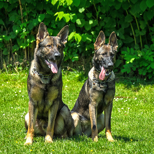 Schaeferhunde-1-SV-OG-Arnsberg